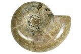 Polished Ammonite (Argonauticeras) Fossil - Madagascar #230135-1